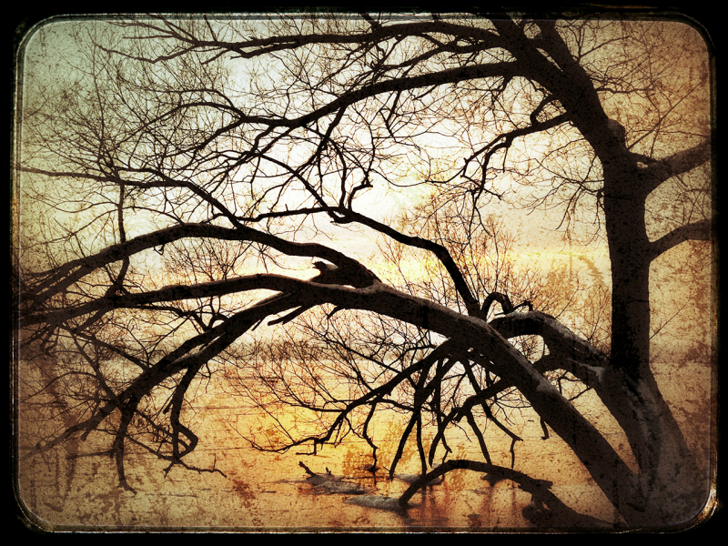 Tree, Little Lake