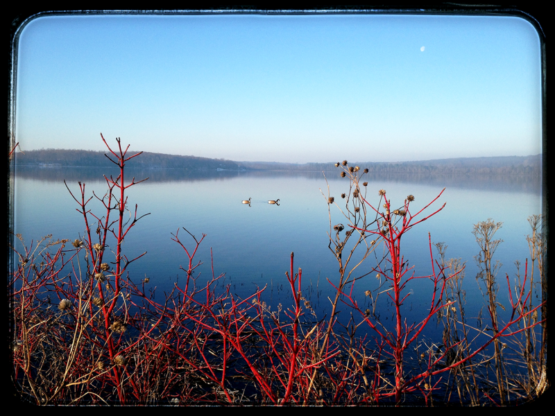 Geese, Little Lake